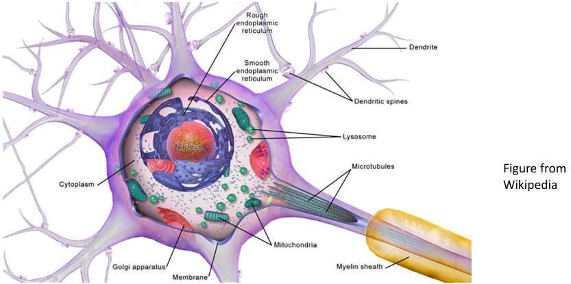 Biological Neuron